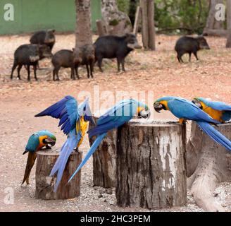 Gruppe von essenden blauen und gelben Aras, Ara ararauna. Im Hintergrund mehrere weißlippige Pekkarie, Tayassu pecari Stockfoto