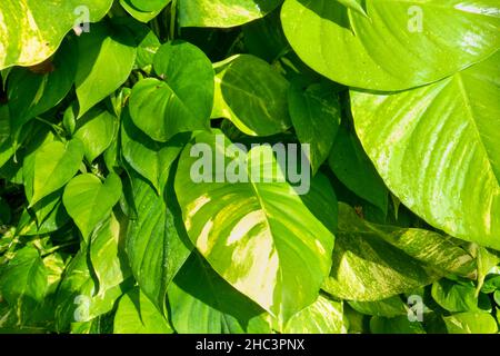 Eine tropische Pflanze, Hintergrund der Blätter von Pilea Peperomioides. Nahaufnahme von Epipremnum aureum oder goldenem Pothos-Busch. Stockfoto