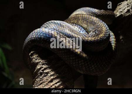Python ruht auf der Rinde eines Baumes Stockfoto