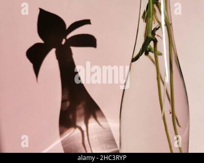Nahaufnahme einer Pflanze in einer Glasflasche auf hellrosa Hintergrund Stockfoto
