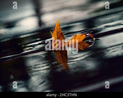 Orange Ahornblatt schwimmt in einem dunklen Fluss Stockfoto