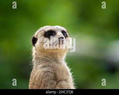 Selektive Fokusaufnahme eines Erdmännchengesichtes Stockfoto