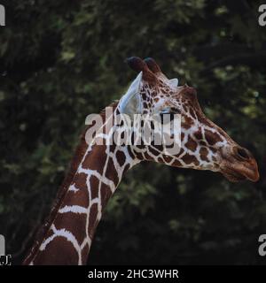 Nahaufnahme einer Giraffe Stockfoto