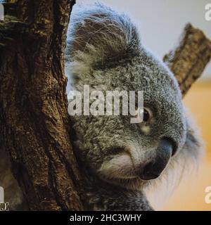 Nahaufnahme eines jungen Koala Stockfoto