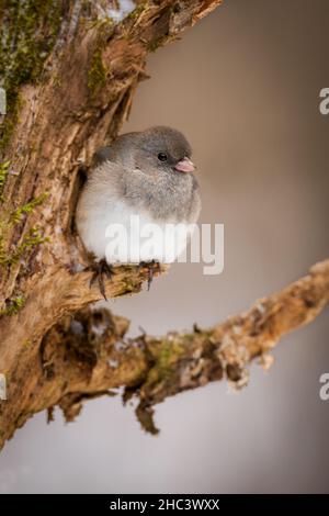 Junco mit dunklen Augen, Junco hyemalis Stockfoto