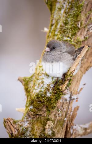 Junco mit dunklen Augen, Junco hyemalis Stockfoto