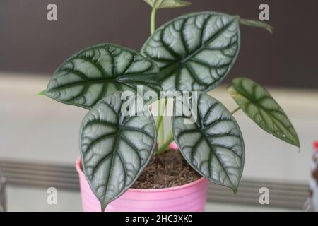 Schöne Alocasia Drachen silberne Blume auf dem Tisch. Einheimische Blumen von Nord-Kalimantan Indonesien Stockfoto