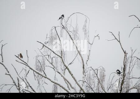 Selektiver Fokus auf Foto. Vögel auf frostigen Bäumen. Stockfoto