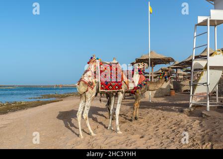 Hurghada, Ägypten - 01. Juni 2021: Kamel auf einem Sand des Strandes in Makadi Bay, die eine von Ägypten schöne Rote Meer Riviera. Stockfoto