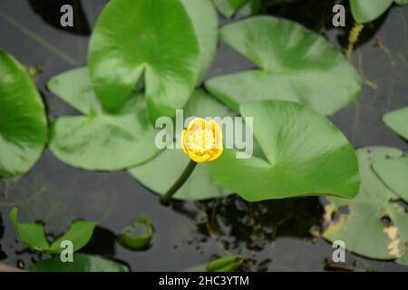 Nahaufnahme von Nuphar pumila, der geringsten Seerose oder kleinen gelben Teichlilie. Stockfoto