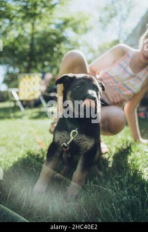 Vertikale Aufnahme eines Schäferhundes im Park an einem sonnigen Tag in Minnesota, USA Stockfoto