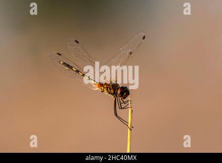 libelle Nahaufnahme, Makroaufnahme der Libelle mit Flügeldetails, Naturaufnahmen aus Pakistan Stockfoto