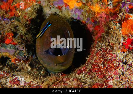 Nahaufnahme eines Muränen unter Wasser in Malaysia Stockfoto