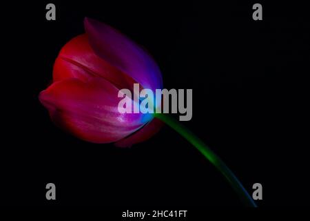Rote Tulpe. Rote Tulpe isoliert auf schwarzem Hintergrund. Blumen Hintergrund Foto. Stockfoto