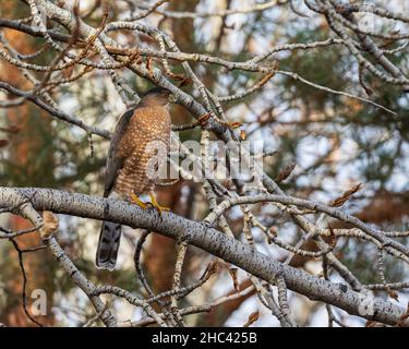 Nahaufnahme eines eurasischen Sperber, der auf einem Baum thront Stockfoto