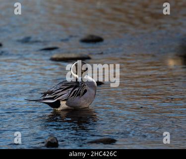 Nahaufnahme eines Westlichen Greens, der in einem Teich schwimmt Stockfoto