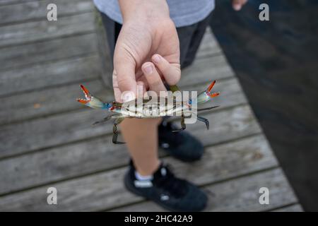 Nahaufnahme der blauen chesapeake-Krabbe, die von der Hand des Jungen gehalten wird. Callinectes sapidus. Stockfoto