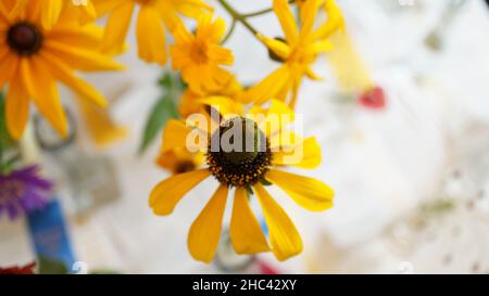 Nahaufnahme einer blühenden gelben Koneblume Stockfoto