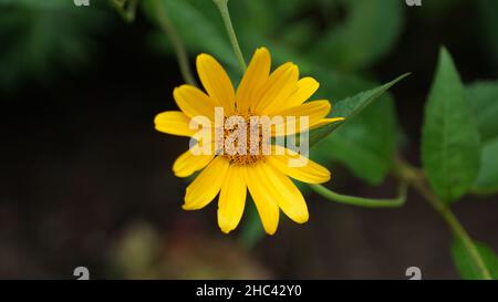 Nahaufnahme einer blühenden gelben Koneblume Stockfoto