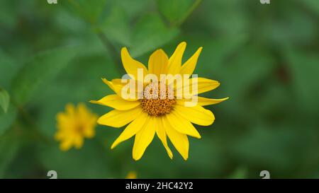 Nahaufnahme einer blühenden gelben Koneblume Stockfoto