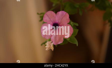 Nahaufnahme einer blühenden rosa Petunia-Blume Stockfoto