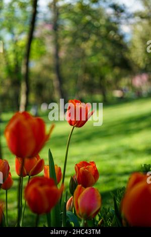 View of a red tulip in the garden on a sunny day. Stockfoto