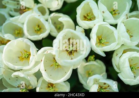 Draufsicht auf weiße Tulpen mit verschwommenem Gartenhintergrund. Innen aus weißer Tulpe. Stockfoto