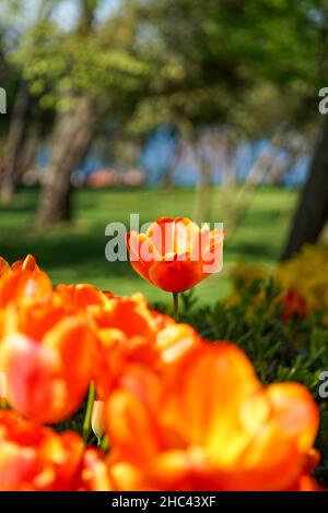 Blick auf eine orangefarbene Tulpe im Garten an einem sonnigen Tag. Stockfoto