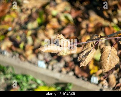 Vergilbte Blätter auf einem Baum im Garten, im Herbst Stockfoto