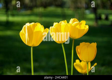 Gelbe Tulpen blühen mit einem sonnigen grünen Garten Hintergrund. Konzept für Frühling oder Urlaub. Internationaler Frauentag. Gelbe Blüten isoliert auf grünem Rücken Stockfoto