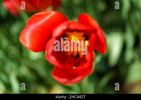 Draufsicht auf eine rote Tulpe mit einem sonnigen Gartenhintergrund. Innen einer gelben Tulpe. Stockfoto