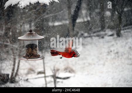 Nahaufnahme eines nördlichen Kardinals in einer verschneiten Landschaft Stockfoto