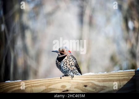 Nahaufnahme eines nördlichen Flackers Stockfoto