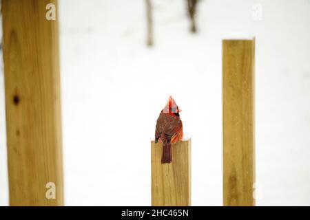 Nahaufnahme eines nördlichen Kardinals in einer verschneiten Landschaft Stockfoto