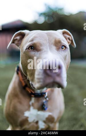 Porträt des braun-weißen amerikanischen Pit Bull Terrier Stockfoto