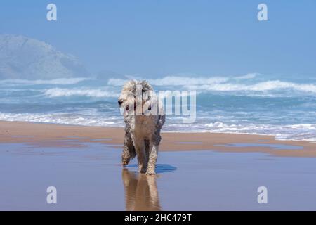 Alte englische Schäferhund zu Fuß auf dem welligen Strand mit dem blauen Himmel Hintergrund. Stockfoto