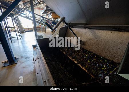 Oliven werden in einer industriellen automatischen Ölmühle verarbeitet Stockfoto