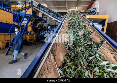 Oliven werden von Ästen getrennt, während sie in einer industriellen automatischen Ölmühle verarbeitet werden Stockfoto