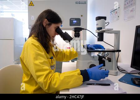 Wissenschaftler, die in einem Labor durch ein invertiertes Mikroskop schauen Stockfoto