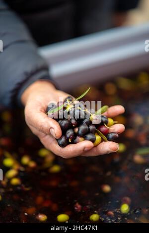 Person, die schwarze Oliven hält Stockfoto