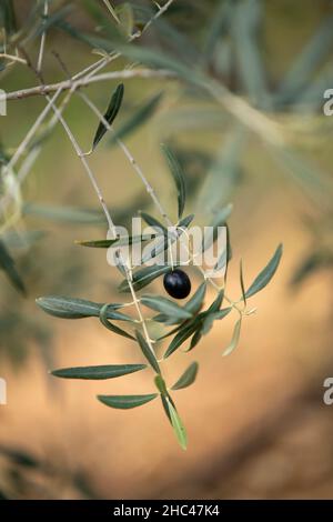 Nahaufnahme der schwarzen Olive auf einem Olivenbaum Stockfoto