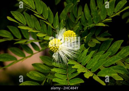 Calliandra haematocephala weiße Blume im Garten La Orotava, Teneriffa Stockfoto