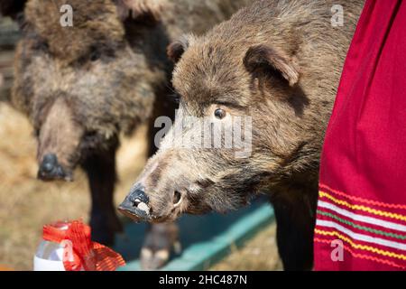 Schnauze eines gefüllten Wildschweins aus der Nähe. Stockfoto