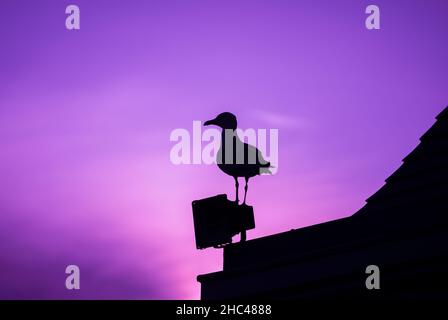 Silhouette einer Möwe auf dem Dach bei Sonnenuntergang. Möwenvögel isoliert auf samtviolettem Himmel Hintergrund. Stockfoto