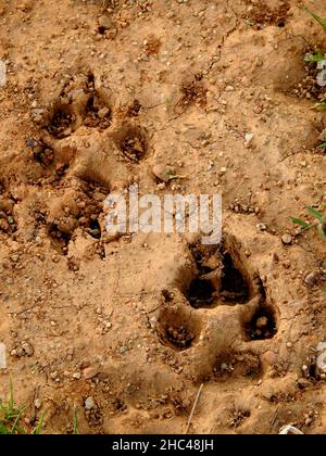 Hundefußabdruck eingebettet in feuchten Schlamm Stockfoto