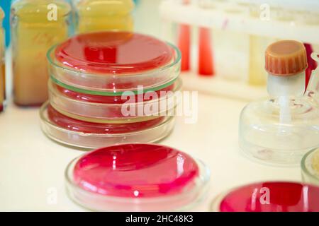 Bakterielle Kolonien von Streptokokken mit Alpha-Hämolytika auf einer Blut-Agar-Platte. Infektionslabor im Krankenhaus. Stockfoto