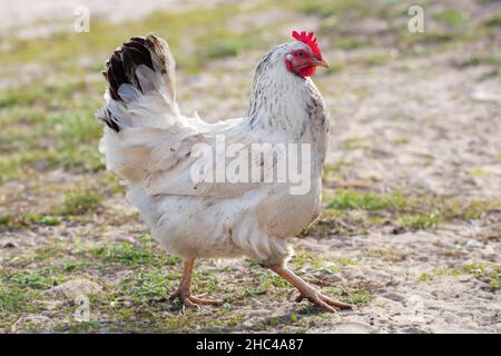 Hausgemachtes gewöhnliches Huhn läuft um den Hof herum. Stockfoto