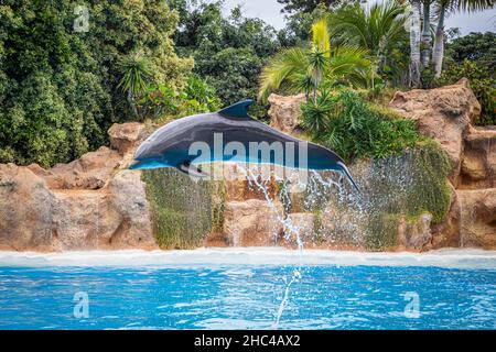 Der Delphin springt während einer Show im Loro Parque, Teneriffa, aus dem Wasser Stockfoto