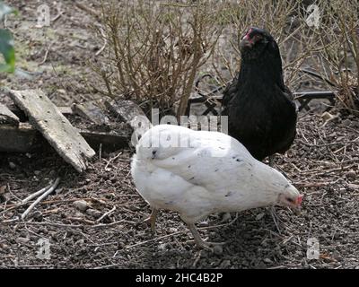 Zwei grüne Hühner, Araucana-Hühner im Freibereich Stockfoto