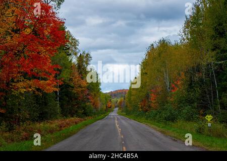 Landschaft einer Straße in einem Wald, der im Herbst in Michigan, USA, mit vergilbenden Pflanzen bedeckt ist Stockfoto